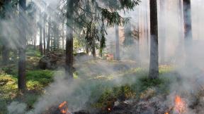 Incendios forestales.