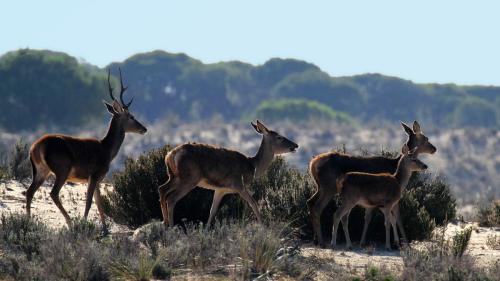 Ciervos en el Parque Nacional de Doñana